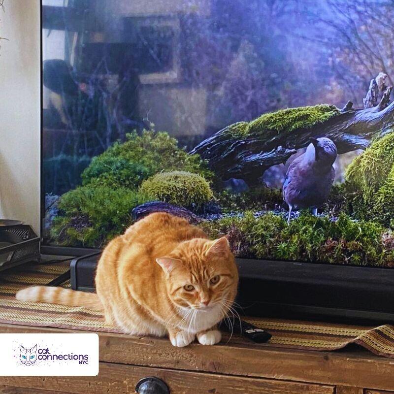 Simba, a Adoptable Domestic Short Hair in Astoria, NY image 2/3