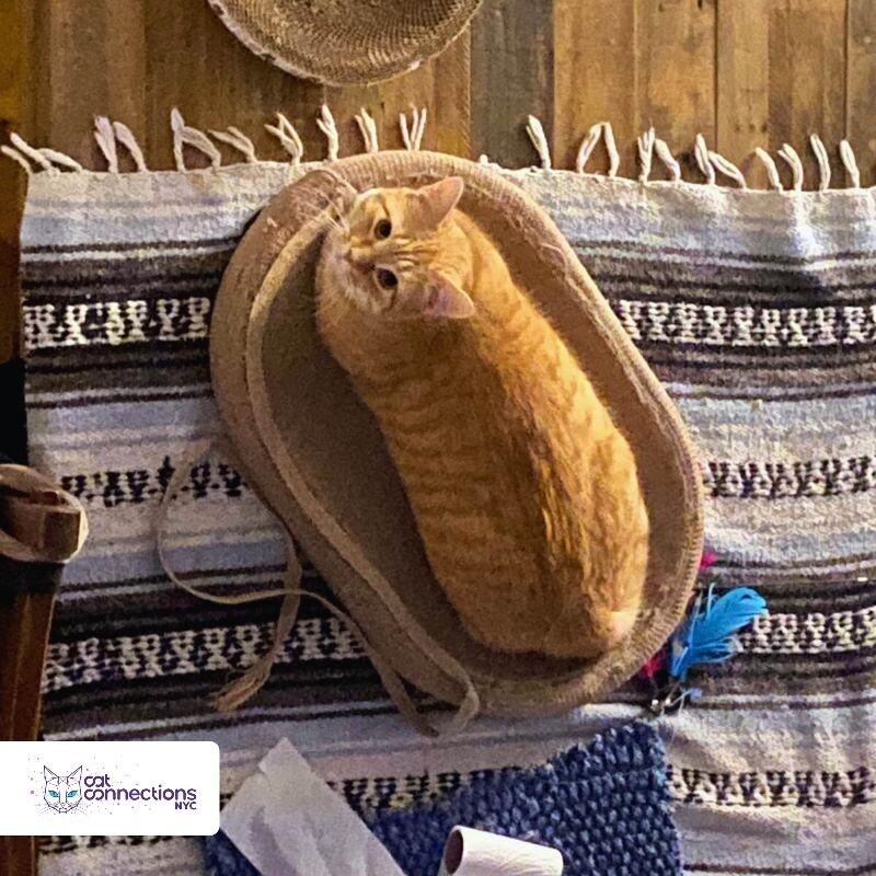 Simba, a Adoptable Domestic Short Hair in Astoria, NY image 3/3