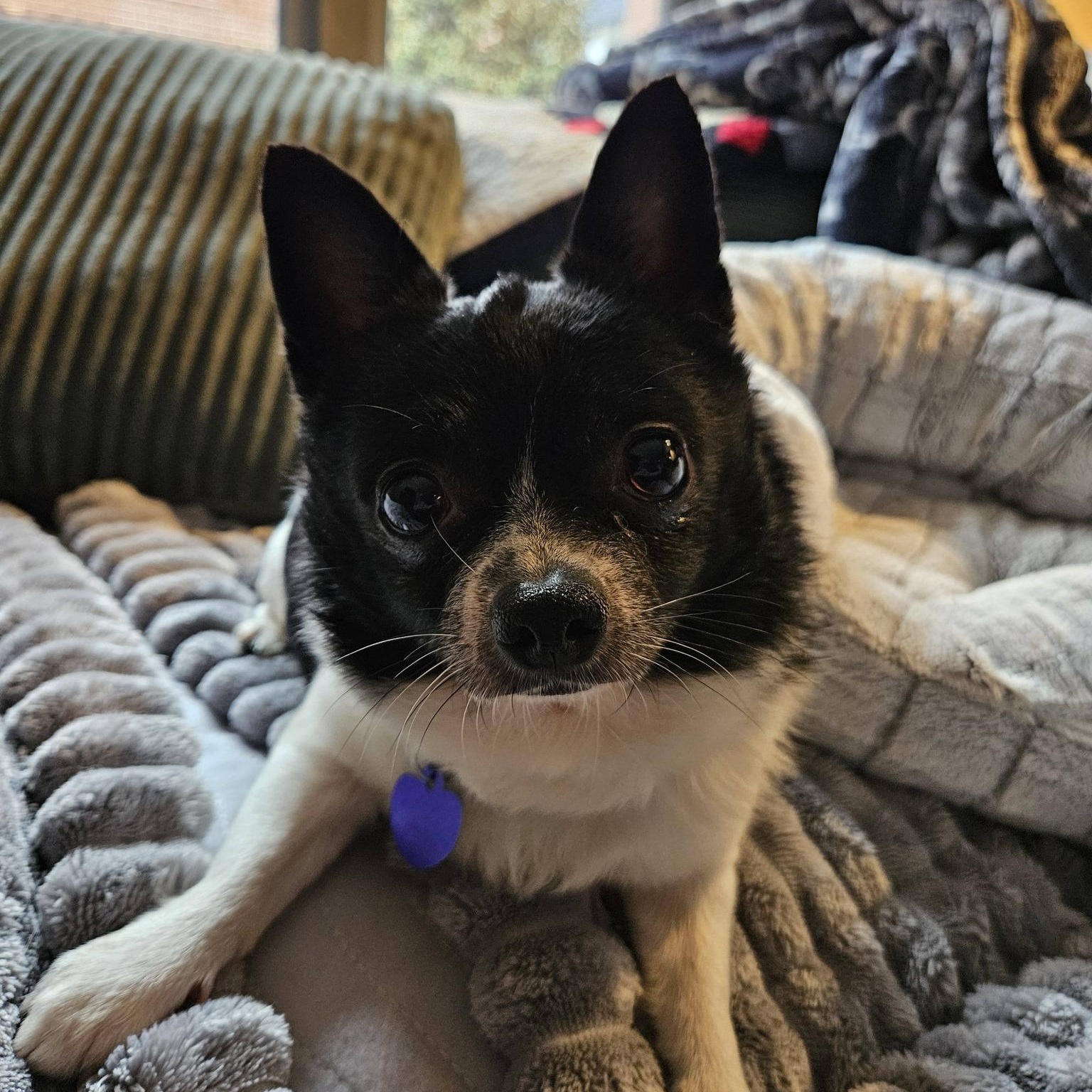 Leon, an adoptable Chihuahua in Rockville, MD image 3/6