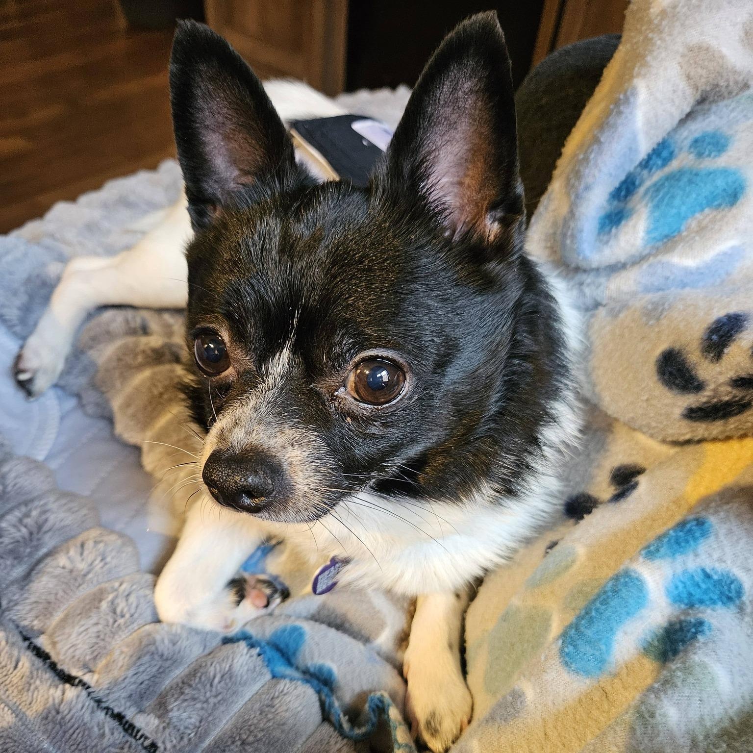 Leon, an adoptable Chihuahua in Rockville, MD image 2/6
