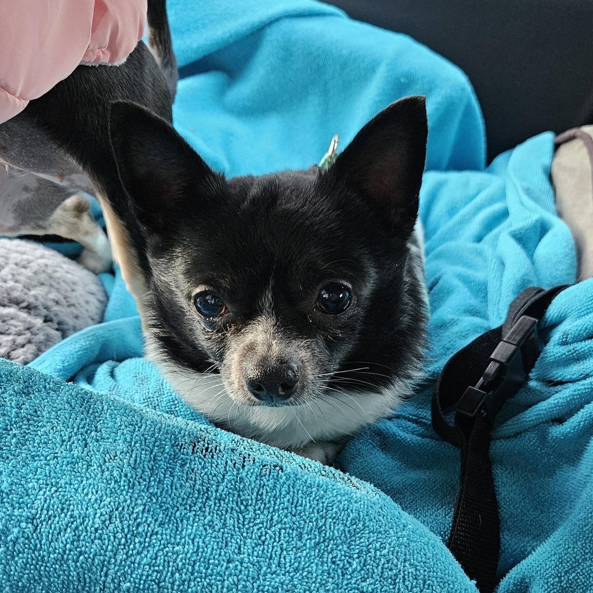 Leon, an adoptable Chihuahua in Rockville, MD image 5/6