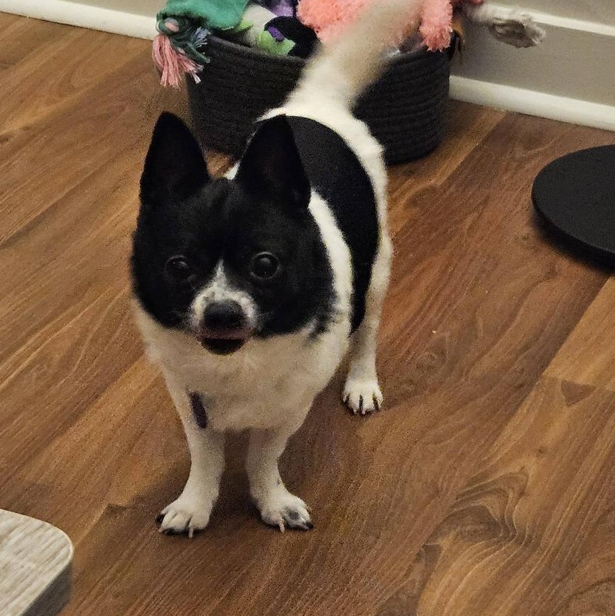 Leon, an adoptable Chihuahua in Rockville, MD image 4/6