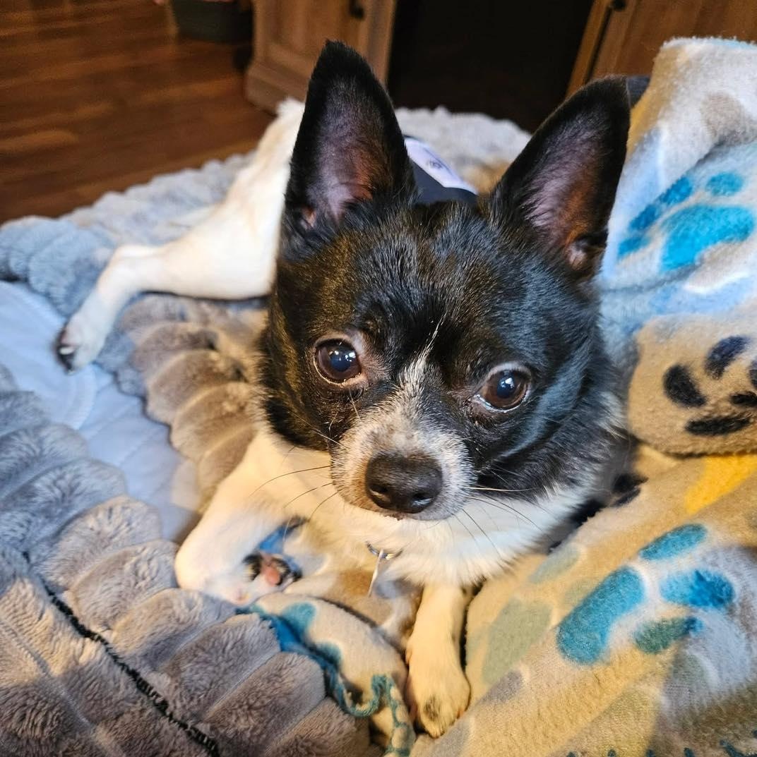Leon, an adoptable Chihuahua in Rockville, MD image 1/6