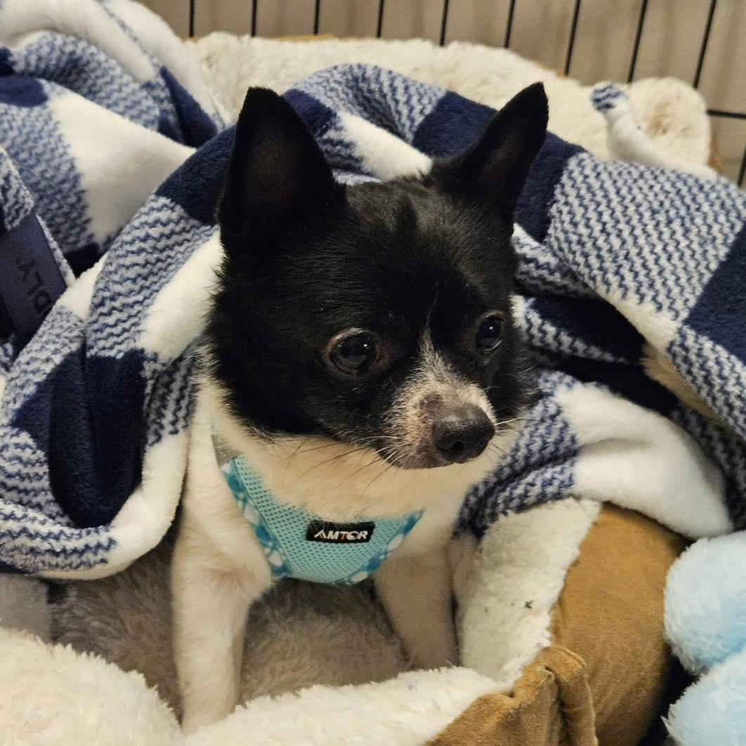 Leon, an adoptable Chihuahua in Rockville, MD image 6/6