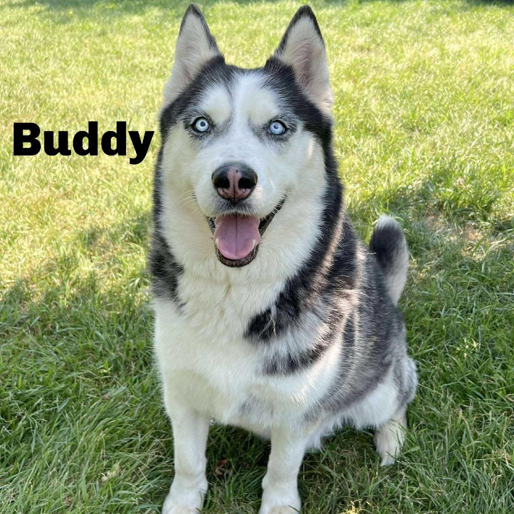 Buddy 250679, Adoptable, Senior Male Husky.