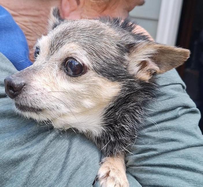 Enlarge Bruno, a ADOPTABLE mixed breed in Salem, OR image 1/3