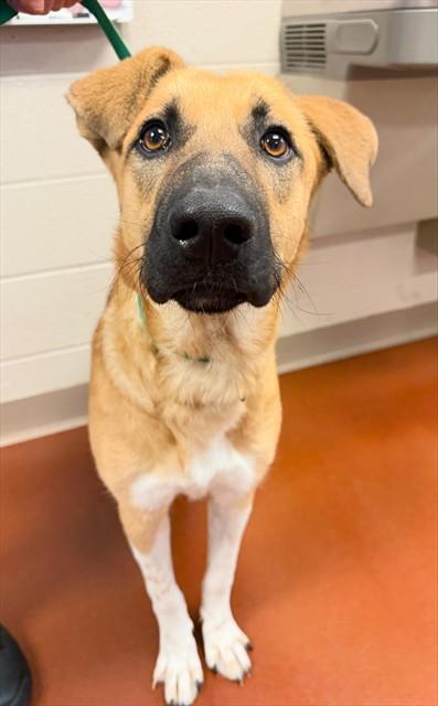Enlarge GEMMA, a Adoptable mixed breed in Cookeville, TN image 1/1