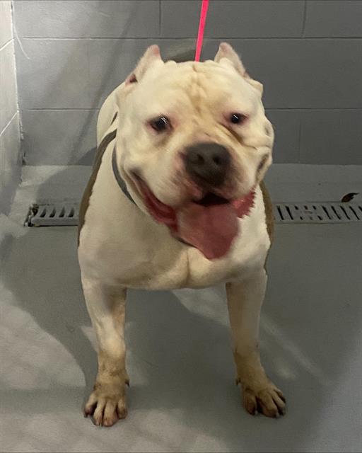 Enlarge A1263799, a Adoptable mixed breed in Winter Haven, FL image 1/1