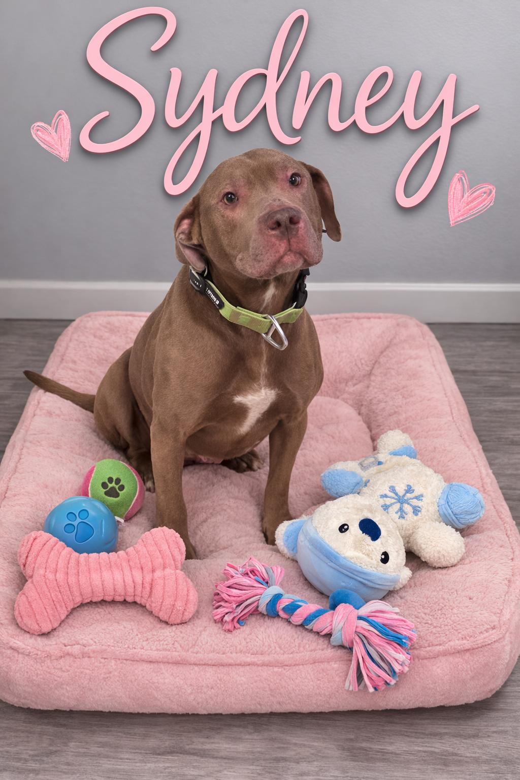 Enlarge Sydney, a ADOPTABLE mixed breed in Momence, IL image 1/1