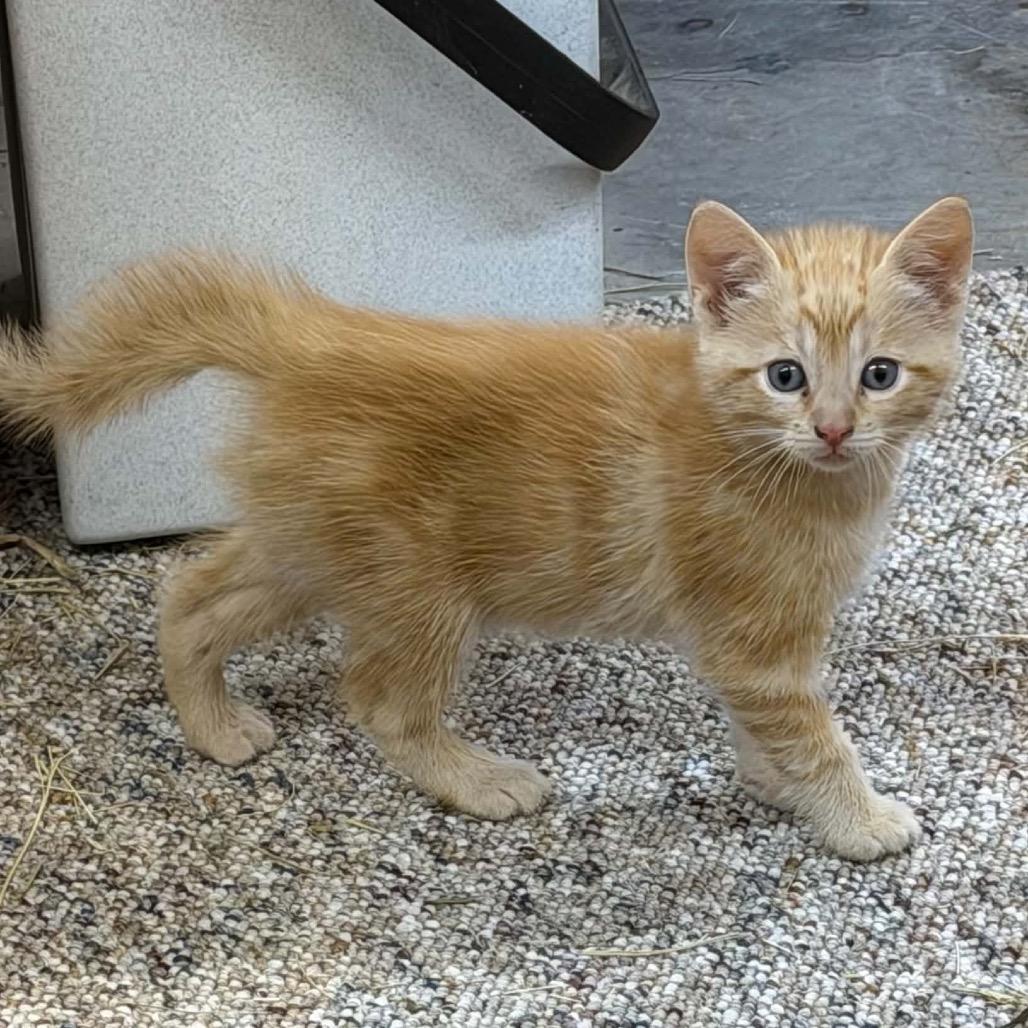 Cisco Kidd, a ADOPTABLE Domestic Short Hair in Clinton, IL image 5/5