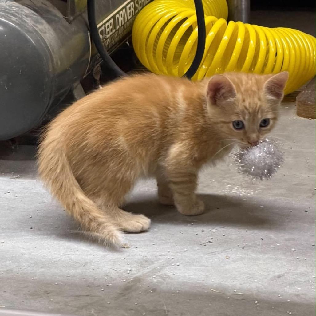 Cisco Kidd, a ADOPTABLE Domestic Short Hair in Clinton, IL image 2/5