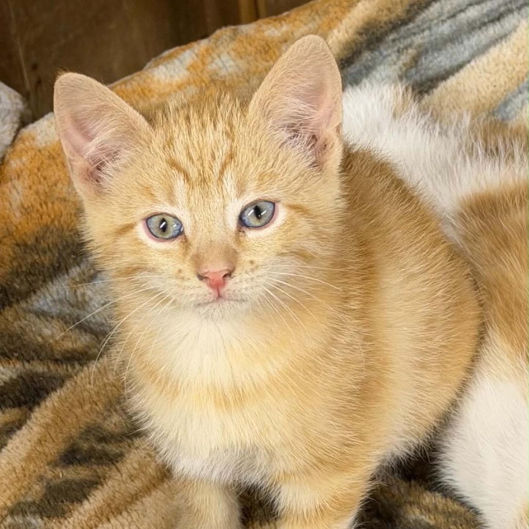 Cisco Kidd, a ADOPTABLE Domestic Short Hair in Clinton, IL image 1/5