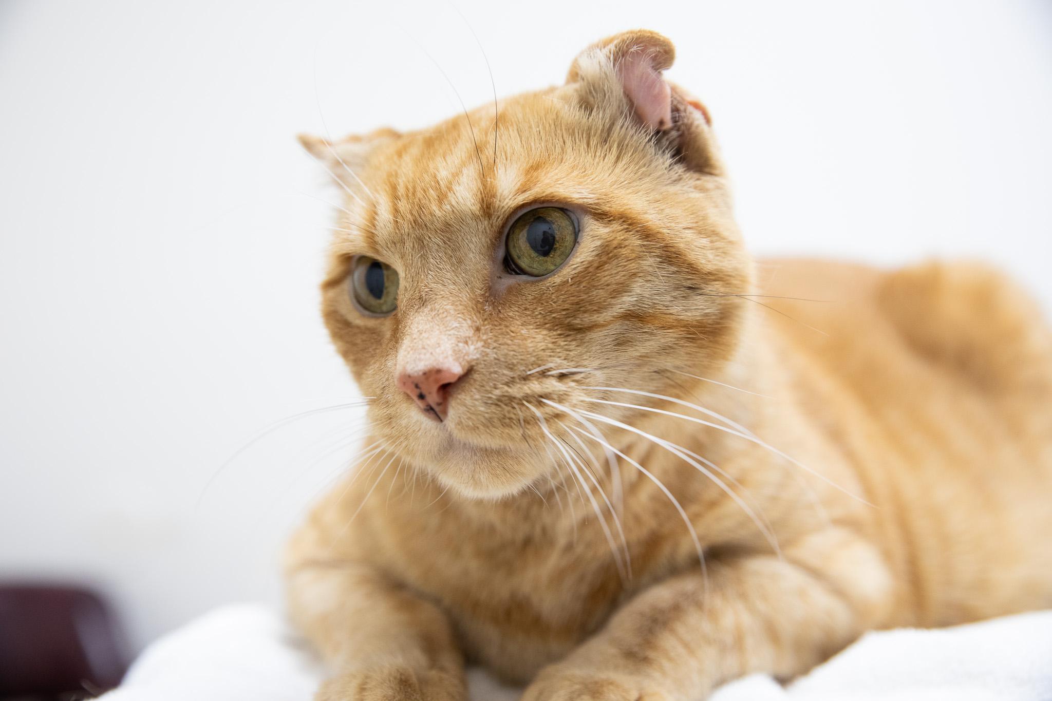 Enlarge Sandy the Great Pumpkin, a ADOPTABLE Domestic Short Hair in Montclair, NJ image 3/6