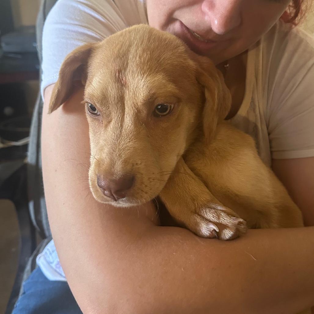 Enlarge Peaches, a Adoptable mixed breed in Midland, TX image 1/2