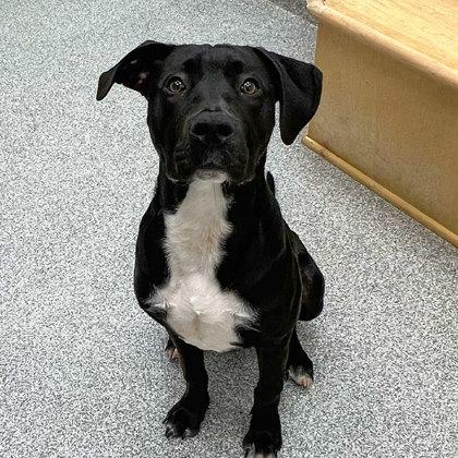 Cooper, a Adoptable mixed breed in Elmira, NY image 1/2