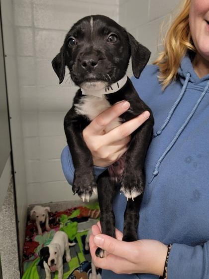 Cooper, a Adoptable mixed breed in Elmira, NY image 2/2
