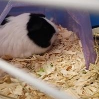 Moo, Adopted, Young Male Guinea Pig.