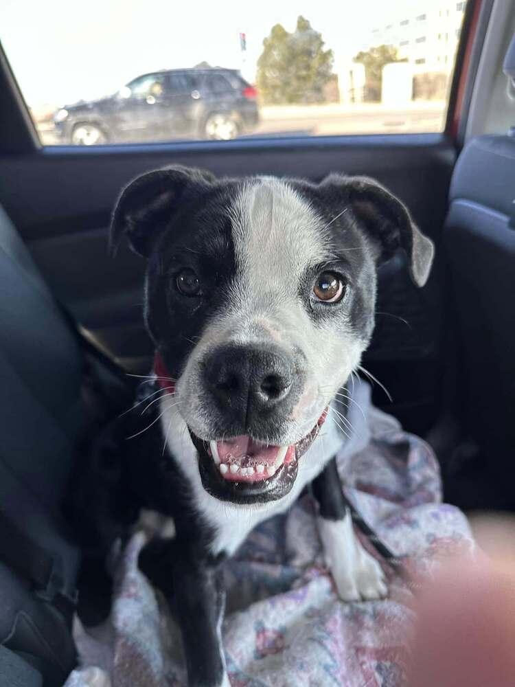 Buster, a Adoptable mixed breed in Denver, CO image 1/5