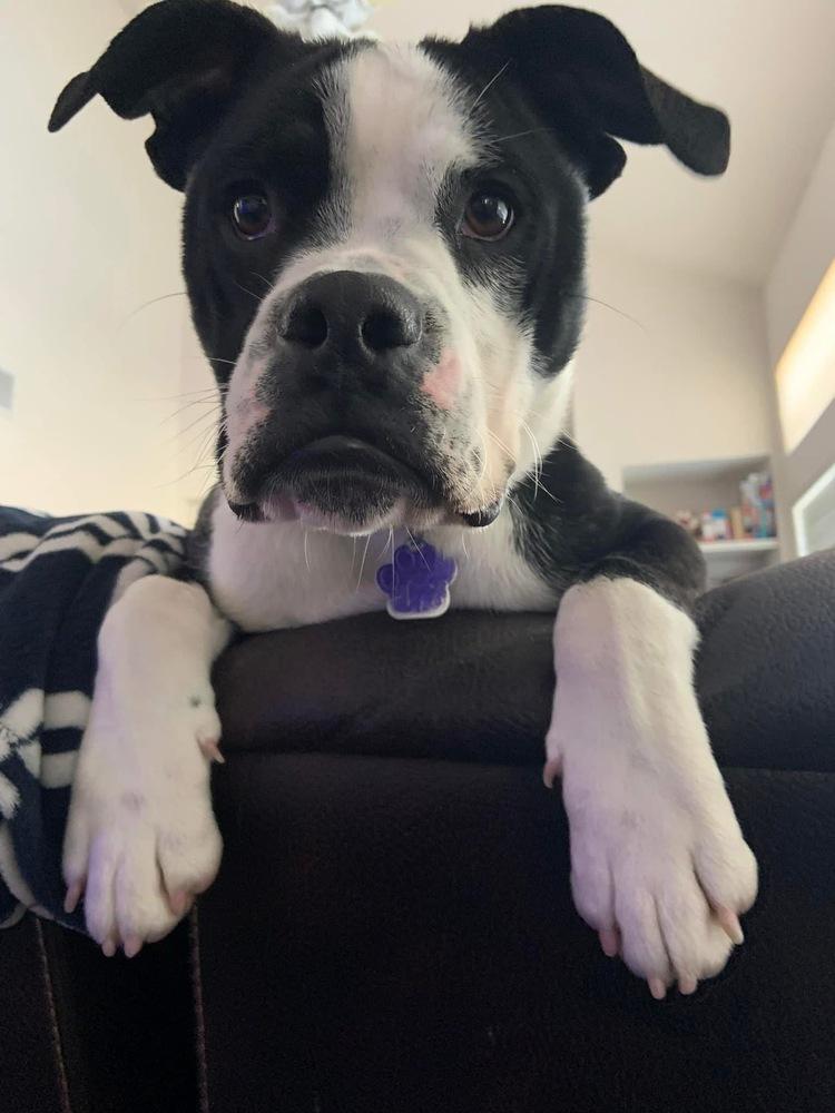 Buster, a Adoptable mixed breed in Denver, CO image 3/5