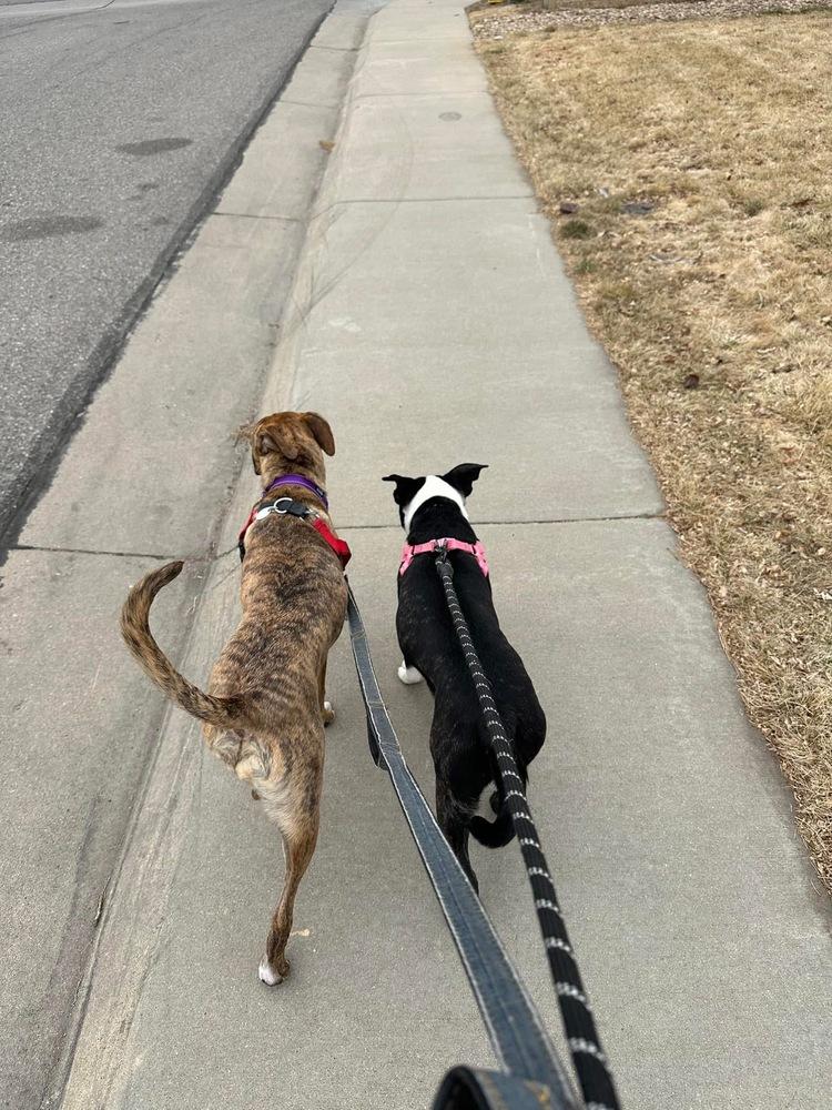 Buster, a Adoptable mixed breed in Denver, CO image 5/5