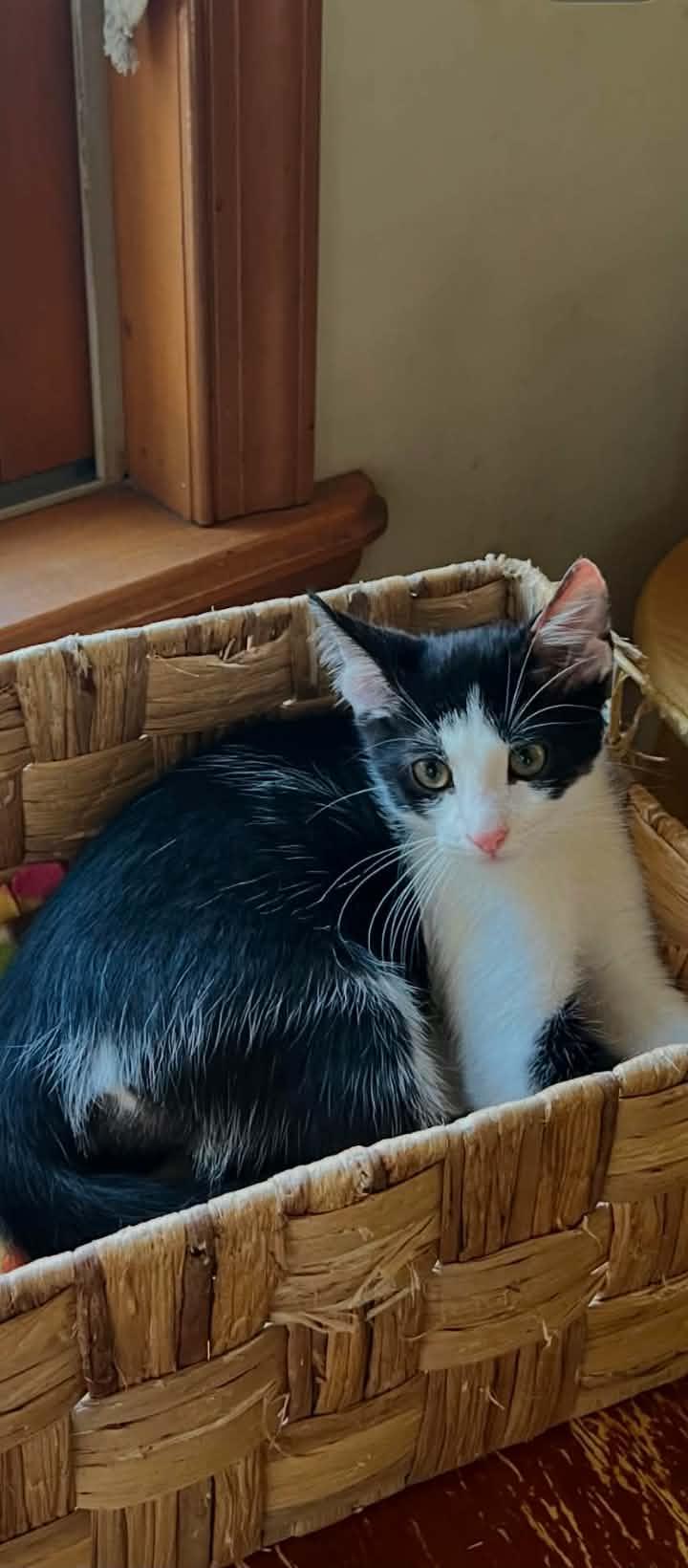 Wawa, adopted, Kitten Male Domestic Short Hair.