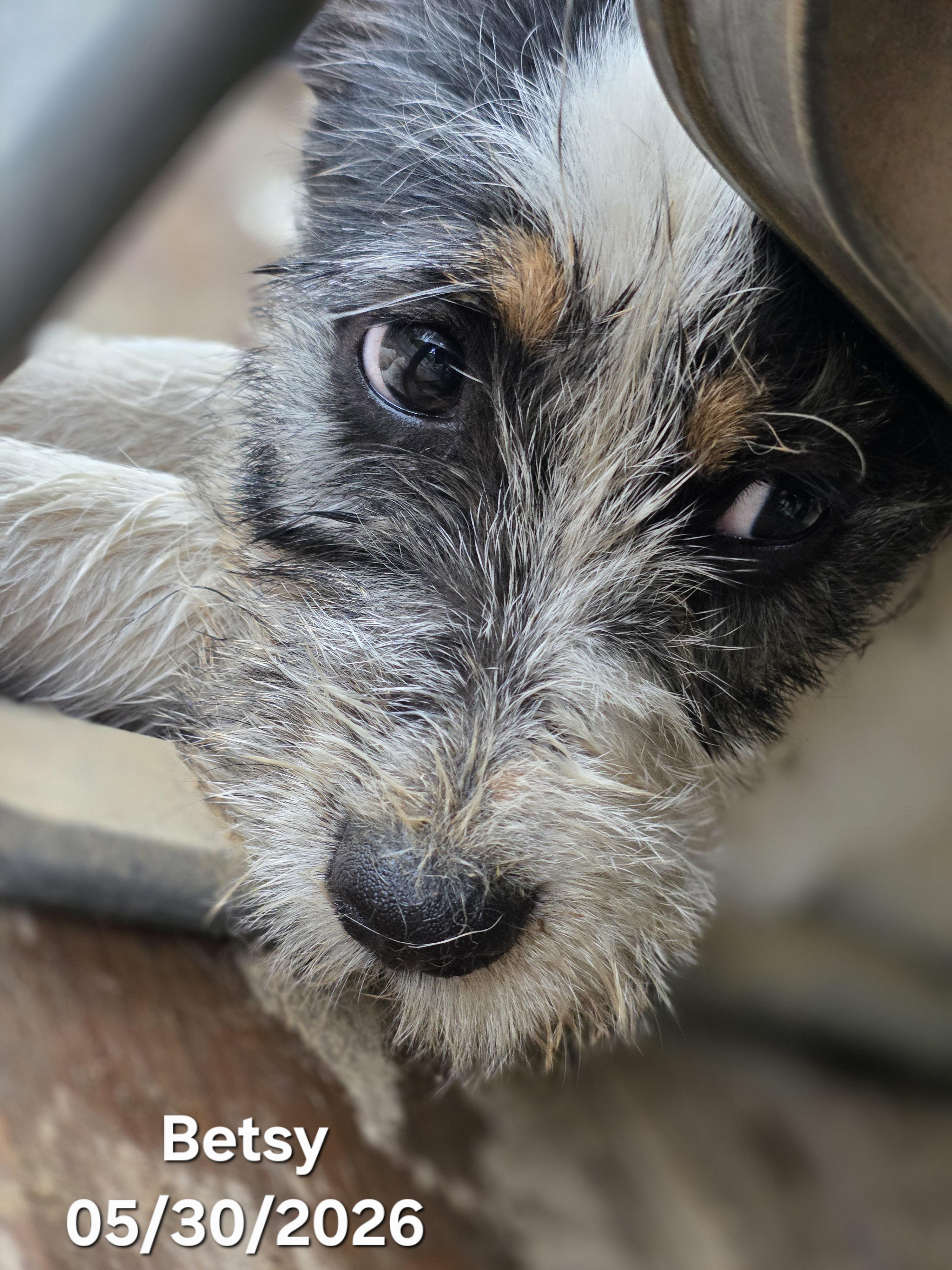 Enlarge Betsy Ross, a ADOPTABLE mixed breed in Warren, RI image 4/5