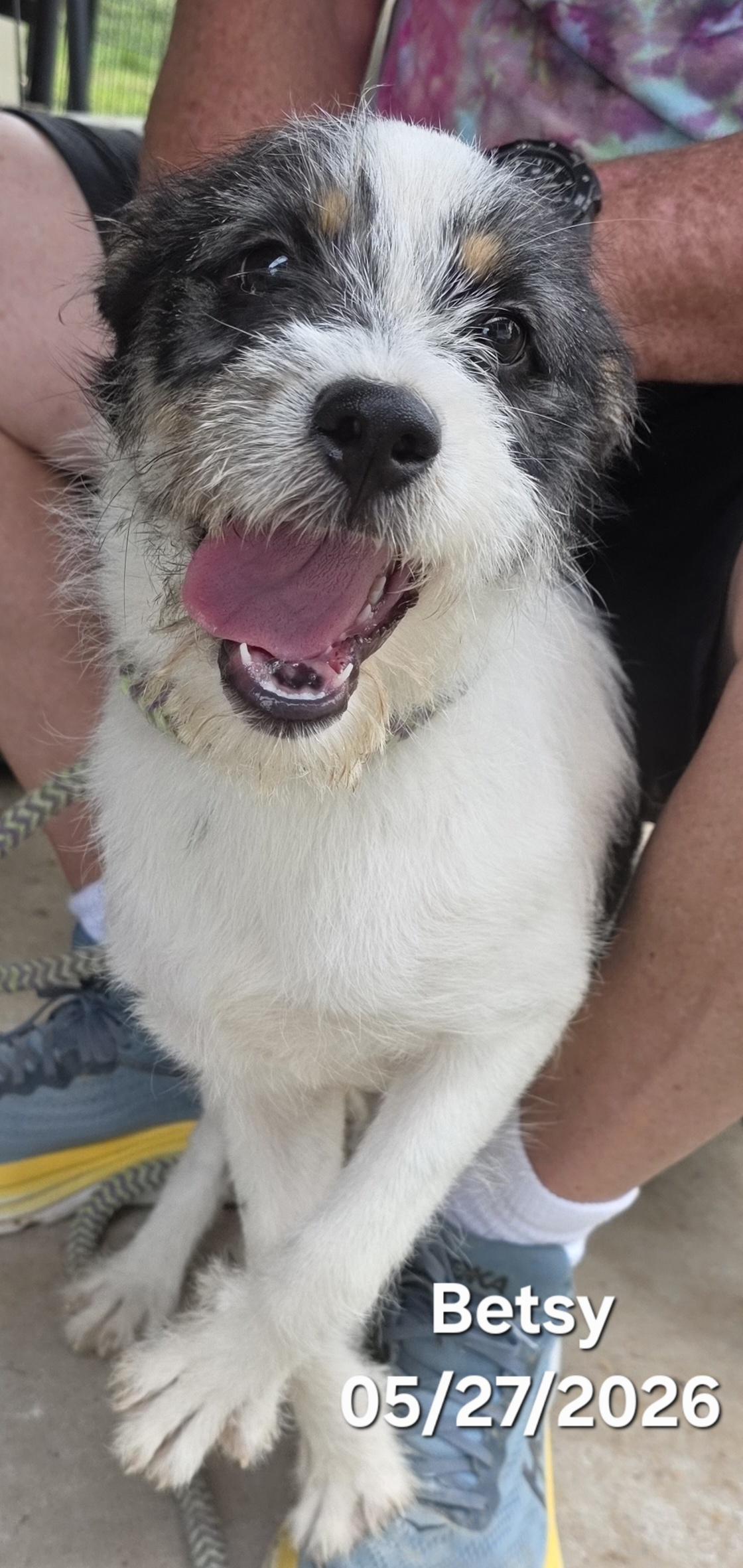 Betsy Ross, ADOPTABLE, Puppy Female Jack Russell Terrier & Parson Russell Terrier.