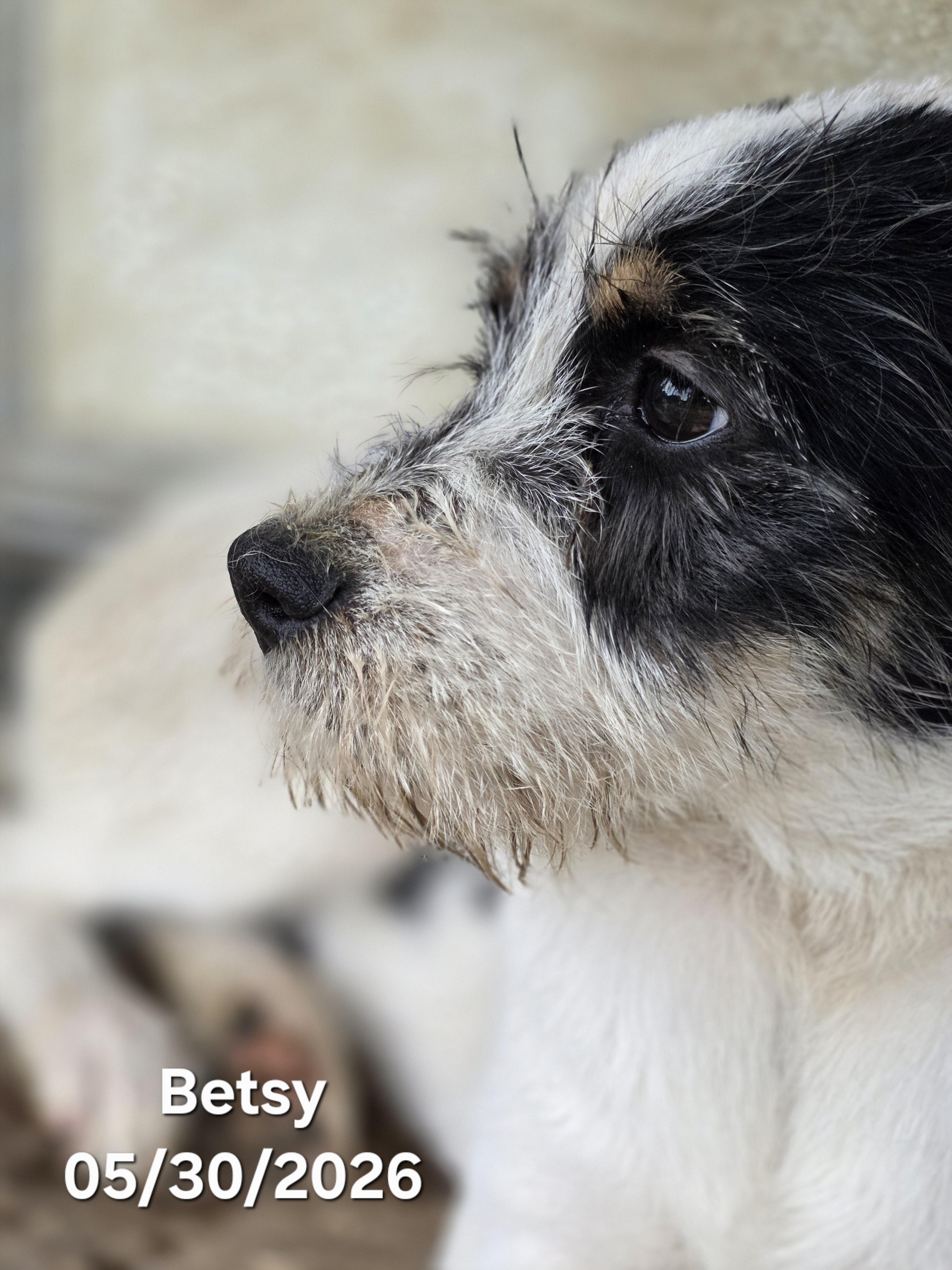 Enlarge Betsy Ross, a ADOPTABLE mixed breed in Warren, RI image 3/5