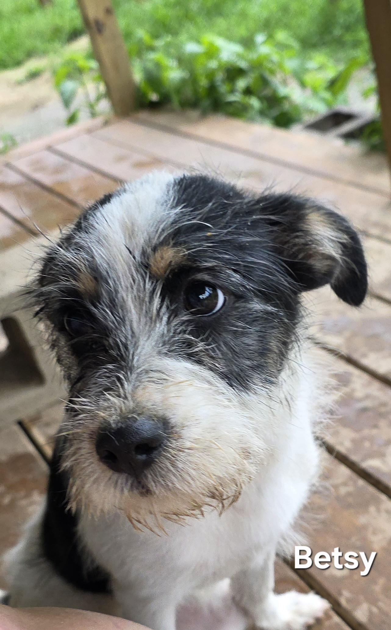 Enlarge Betsy Ross, a ADOPTABLE mixed breed in Warren, RI image 5/5