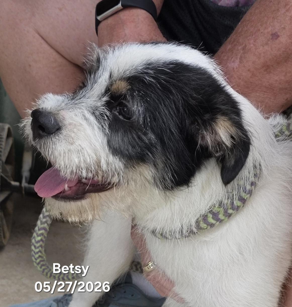Enlarge Betsy Ross, a ADOPTABLE mixed breed in Warren, RI image 2/5