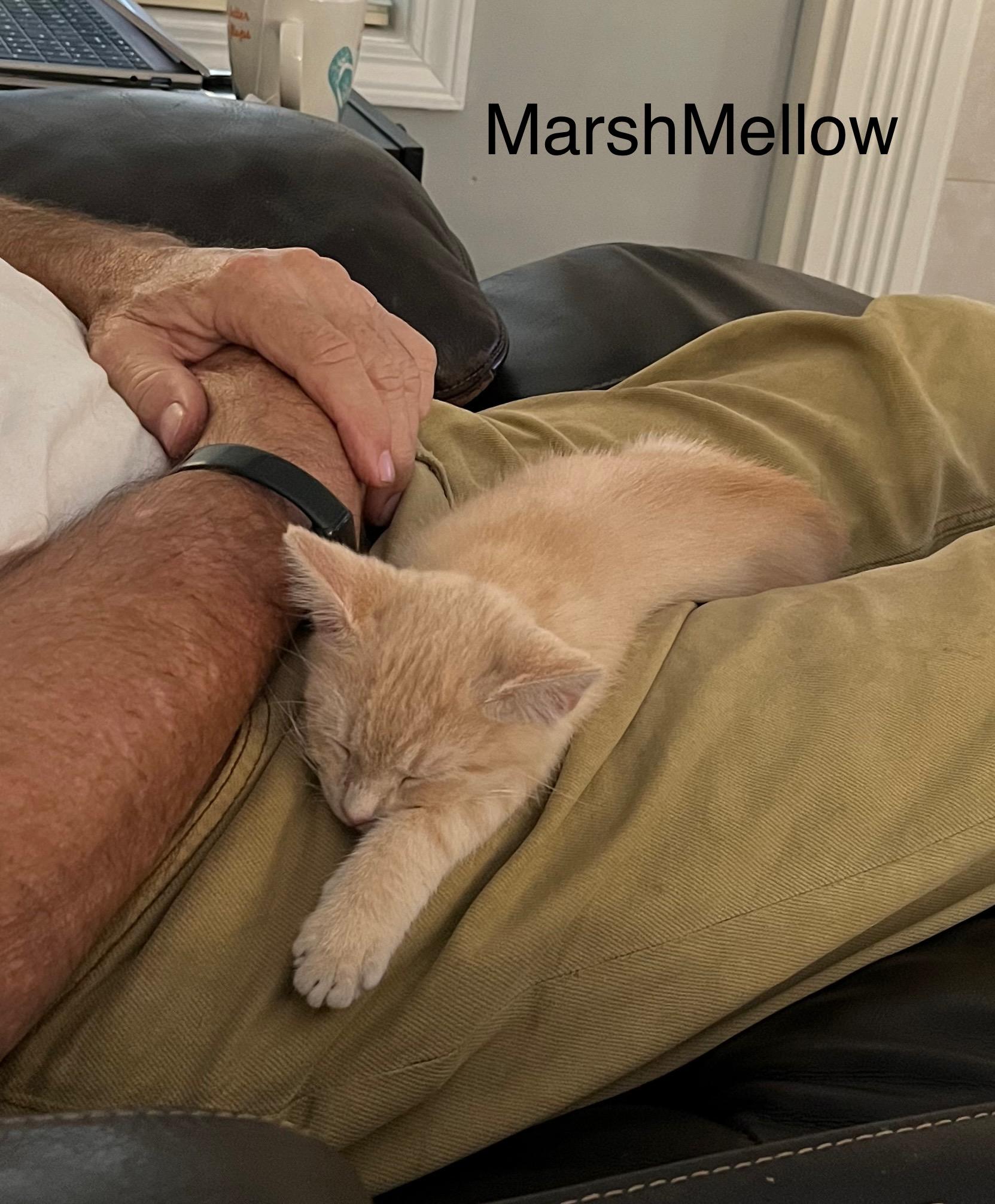 Marshmellow