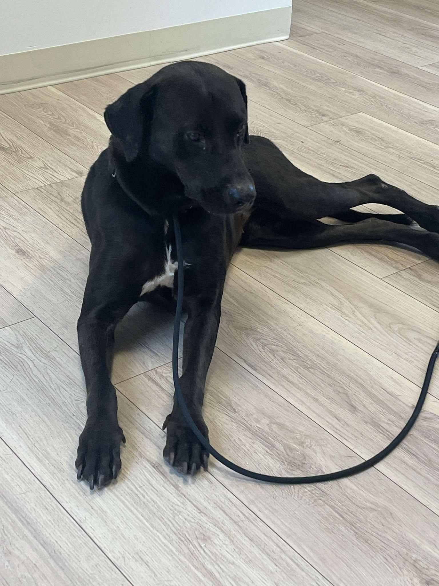 Enlarge Alexa (Foster or Adopter Needed!), a Adoptable mixed breed in Westwood, NJ image 1/3