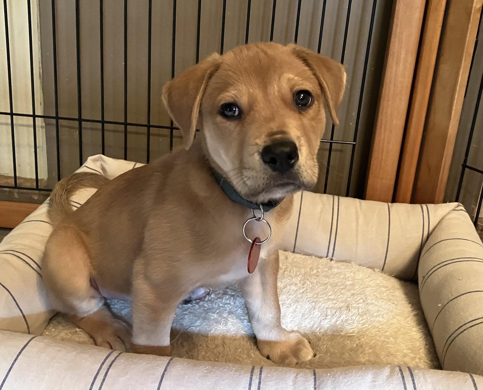 Enlarge Iron Man, a Adoptable mixed breed in Nashville, TN image 2/2