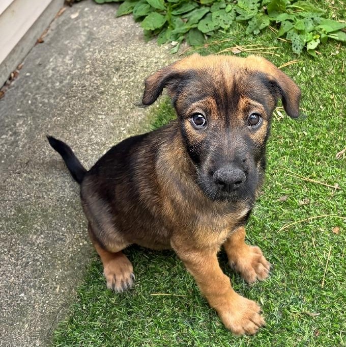 Enlarge Leopold, a Adoptable mixed breed in Minneapolis, MN image 2/6