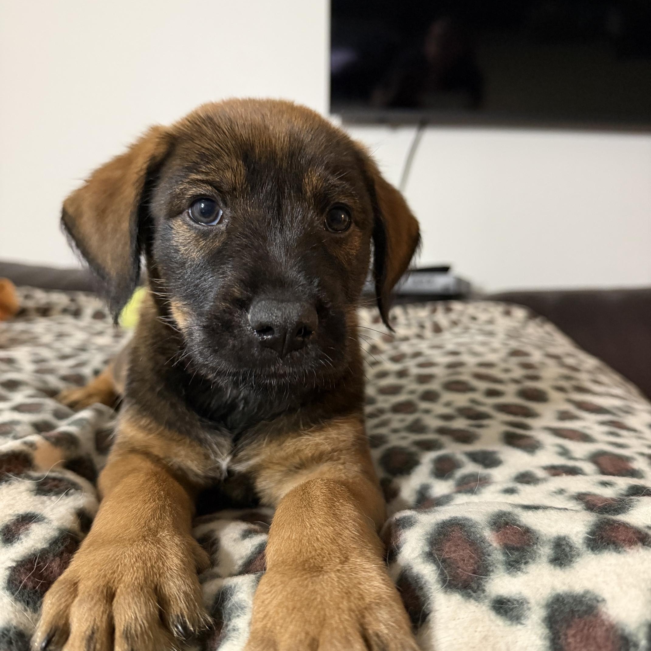 Enlarge Leopold, a Adoptable mixed breed in Minneapolis, MN image 5/6