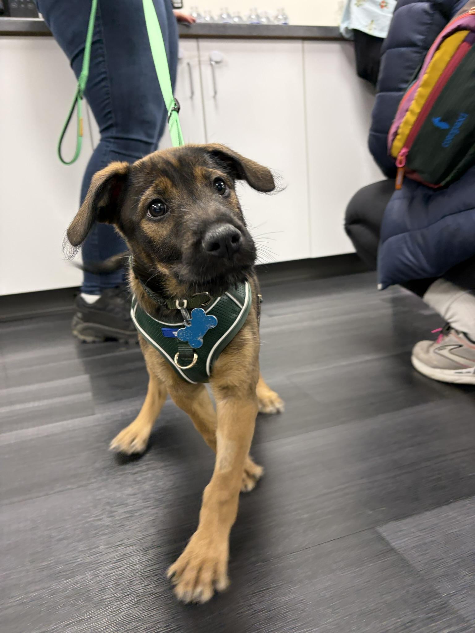 Enlarge Leopold, a Adoptable mixed breed in Minneapolis, MN image 6/6