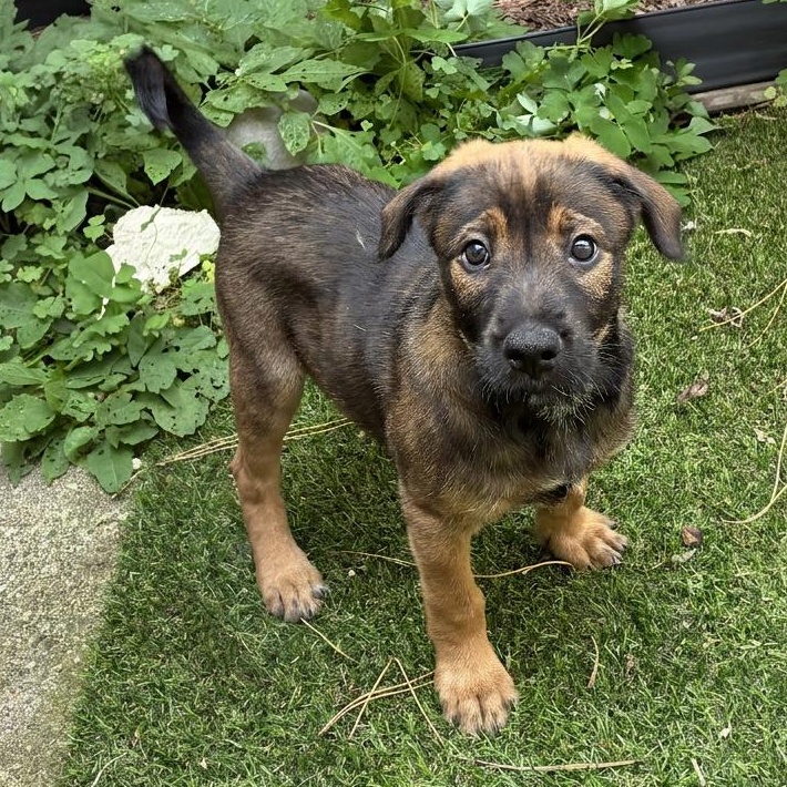 Enlarge Leopold, a Adoptable mixed breed in Minneapolis, MN image 4/6