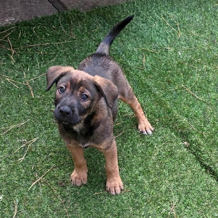 Enlarge Leopold, a Adoptable mixed breed in Minneapolis, MN image 3/6