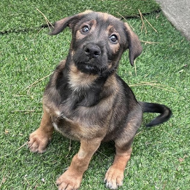 Leopold, Adoptable, Puppy Male Retriever & Hound.