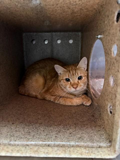 SNOW LEOPARD, Adoptable, Young Female Domestic Short Hair.