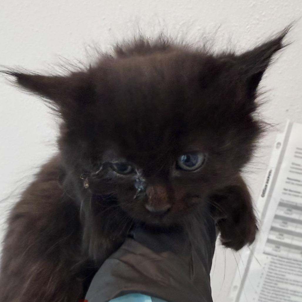 Nutmeg, Adoptable, Kitten Female Domestic Short Hair.