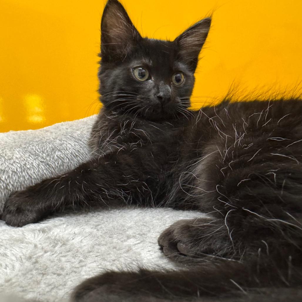 Nutmeg, a Adoptable Domestic Short Hair in Port Angeles, WA image 2/6
