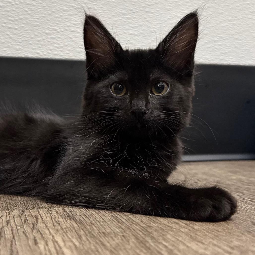 Nutmeg, a Adoptable Domestic Short Hair in Port Angeles, WA image 3/6