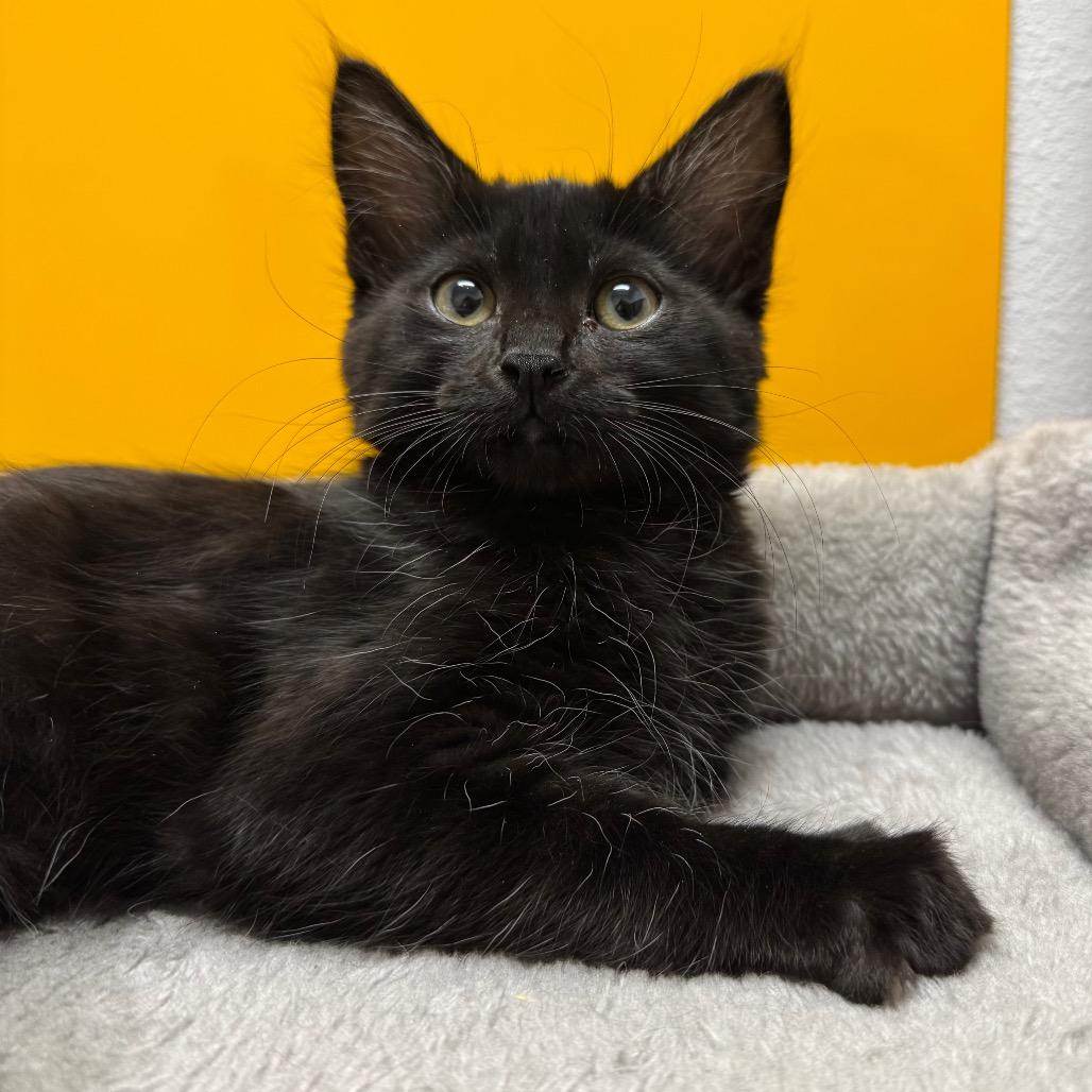 Nutmeg, a Adoptable Domestic Short Hair in Port Angeles, WA image 4/6