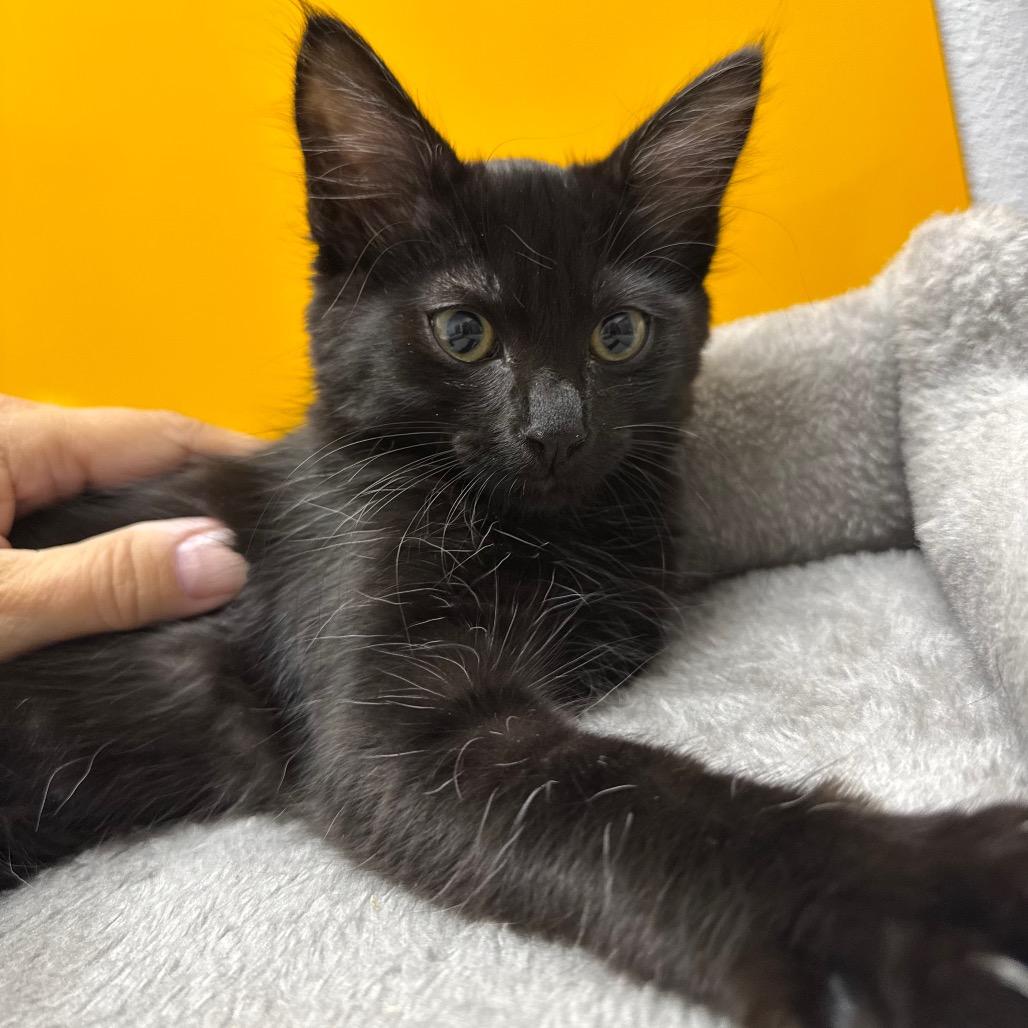 Nutmeg, a Adoptable Domestic Short Hair in Port Angeles, WA image 5/6