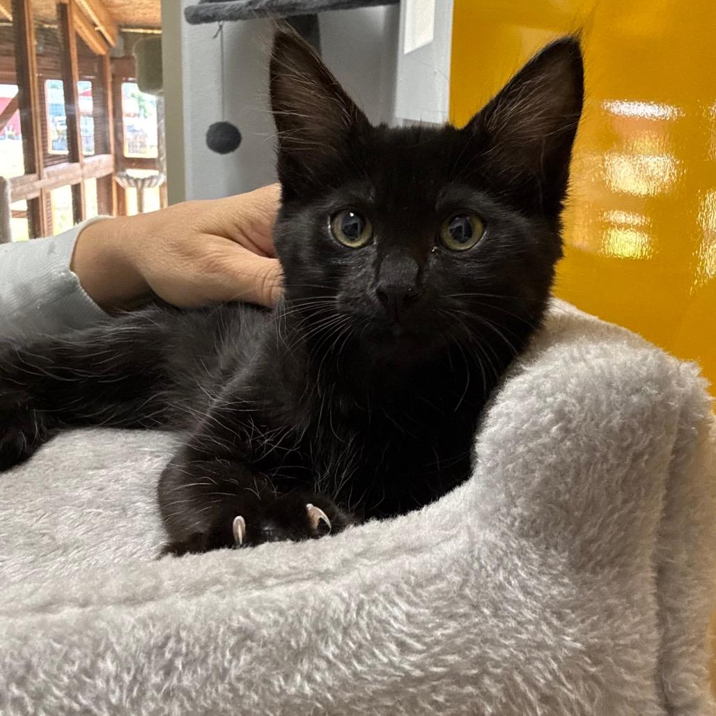 Nutmeg, a Adoptable Domestic Short Hair in Port Angeles, WA image 6/6