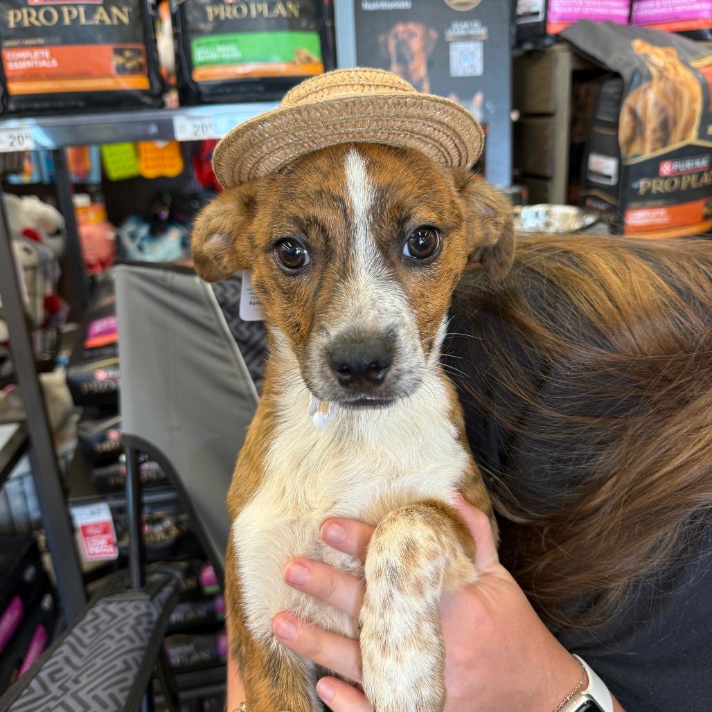 Carmy, Young Female Cattle Dog
