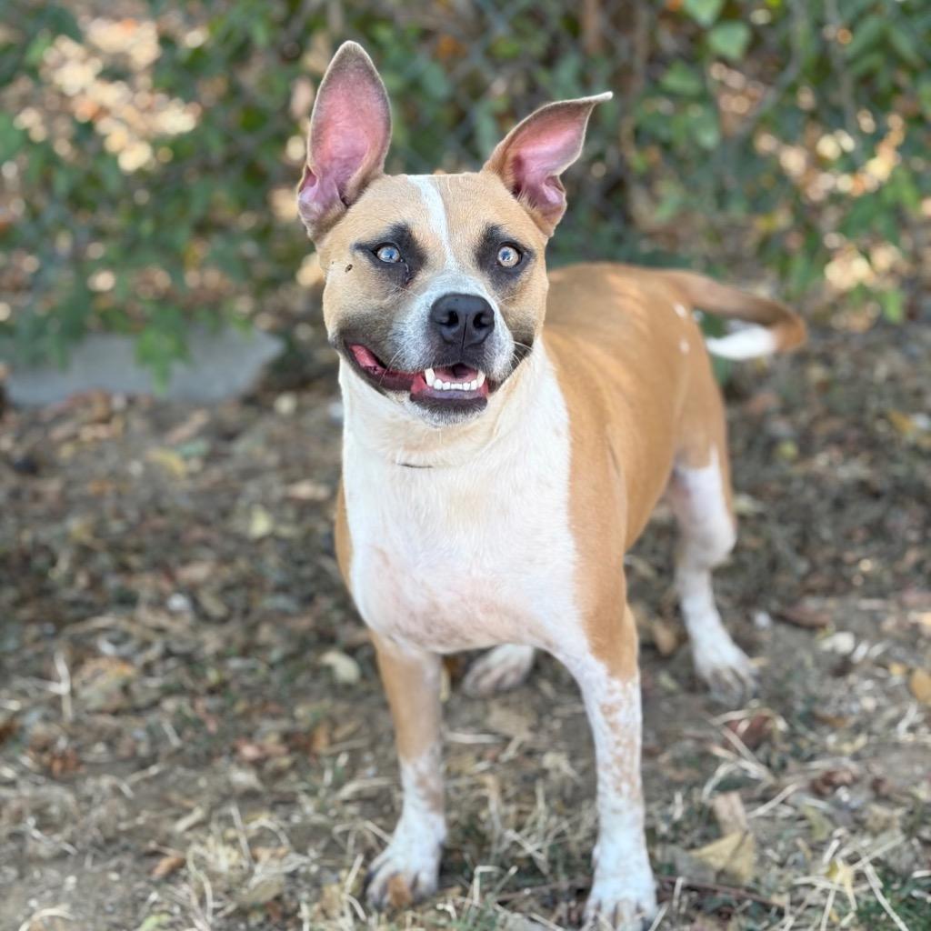 Axel, Adoptable, Young Male Pit Bull Terrier.