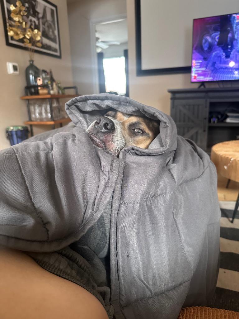 Enlarge Axel, a Adoptable Pit Bull Terrier in Austin, TX image 2/6