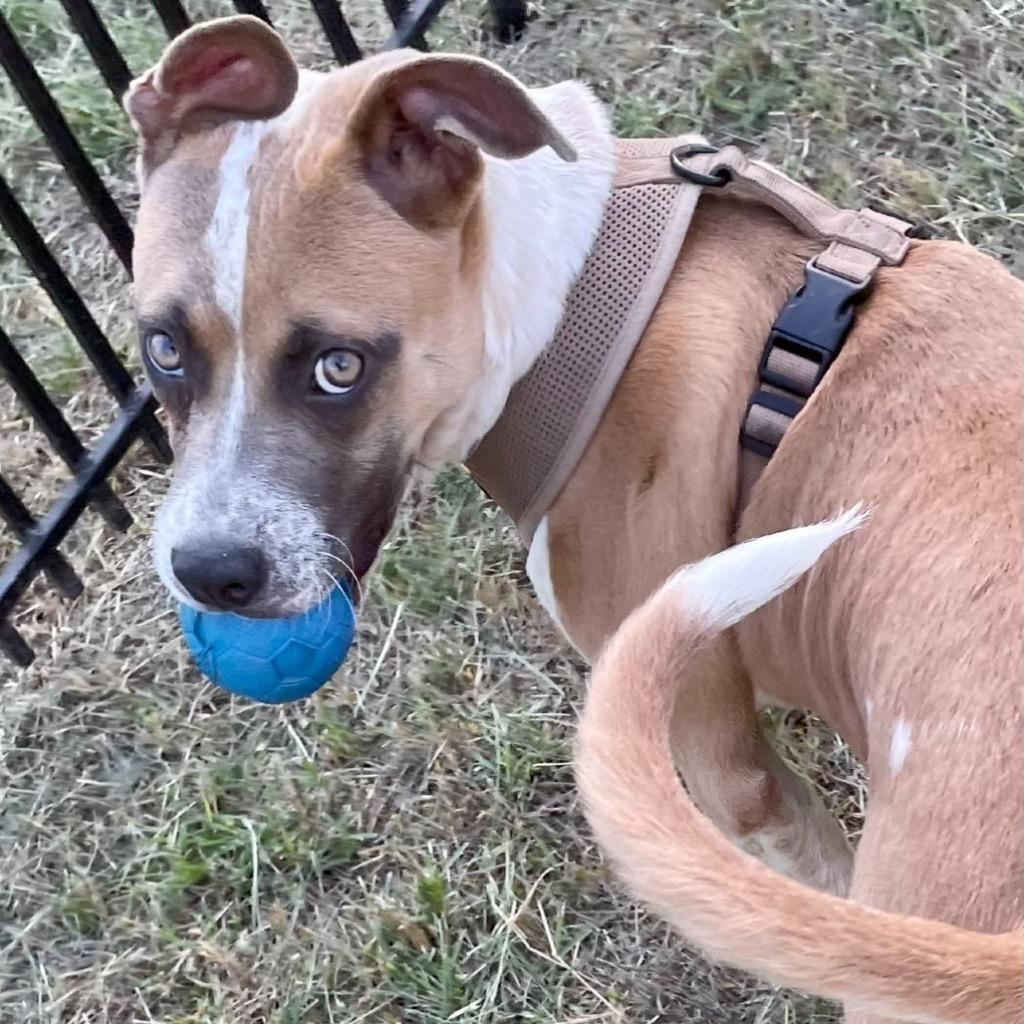 Enlarge Axel, a Adoptable Pit Bull Terrier in Austin, TX image 3/6